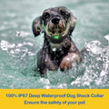 Dog Training Collar